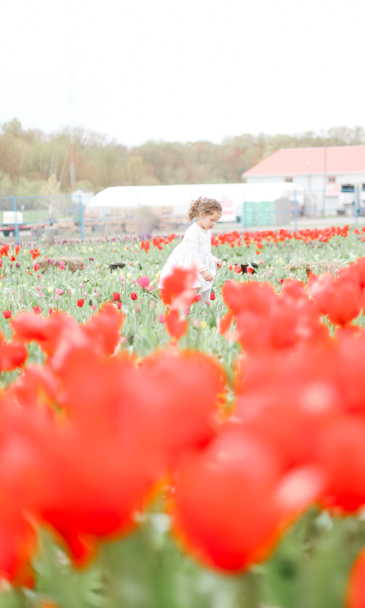 Tulip Field in Montreal