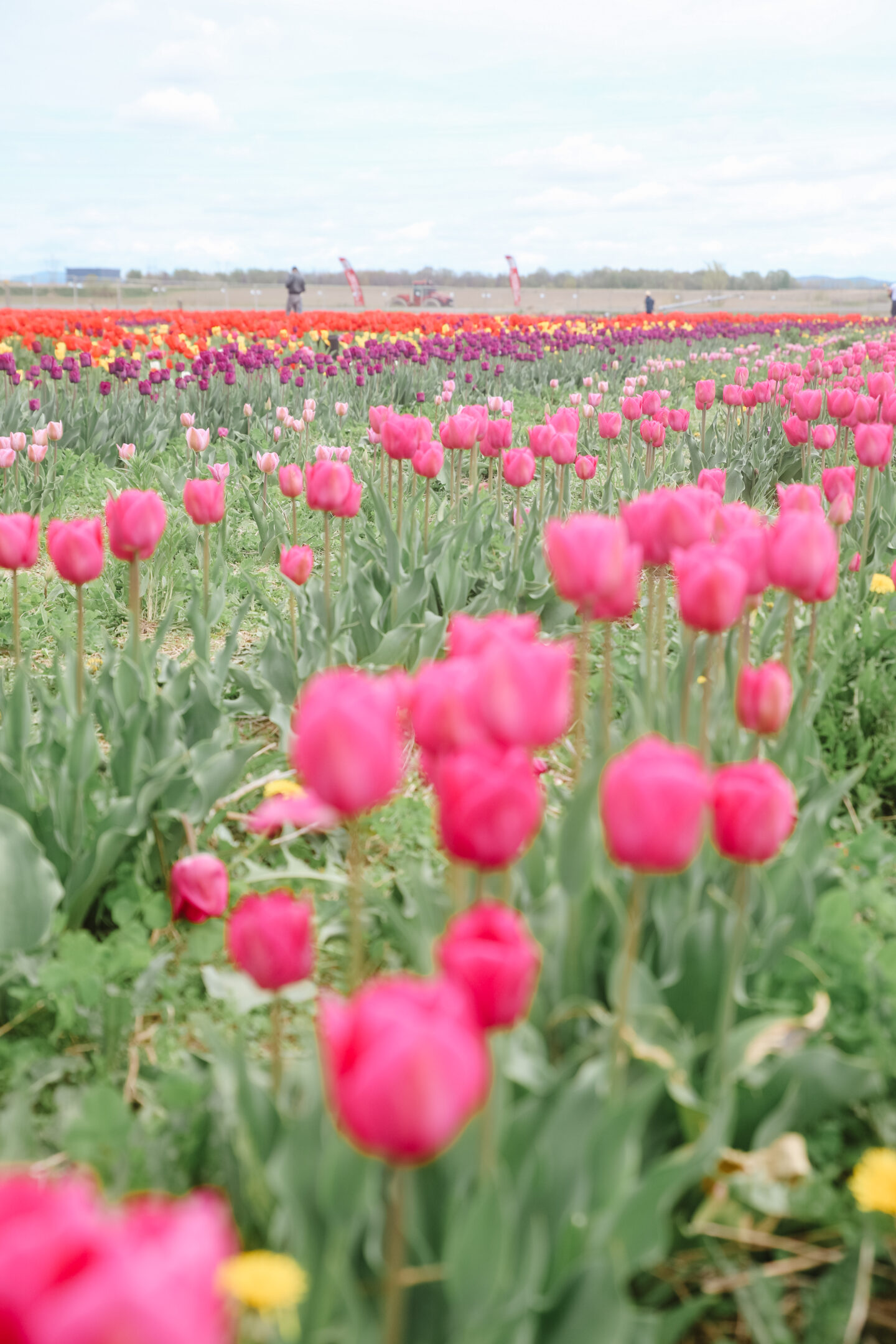 tulip flower field in montreal